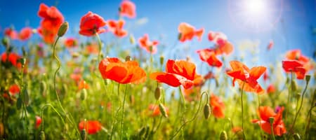 Poppy flowers field. Nature spring background with blooming poppies over blue sky. Rural landscape with red wildflowers
