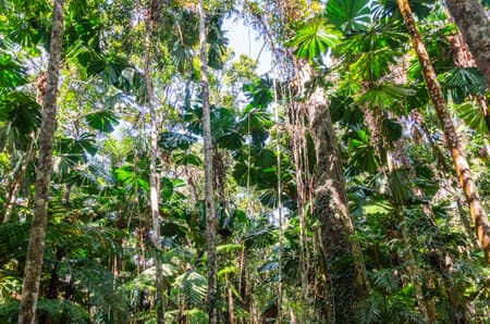Tropical rainforest in Daintree River National Park in Queensland, Australia.