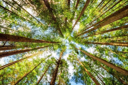 Bottom view of tall old trees in evergreen primeval forest of Jiuzhaigou nature reserve (Jiuzhai Valley National Park), Sichuan province, China. Blue sky in background.