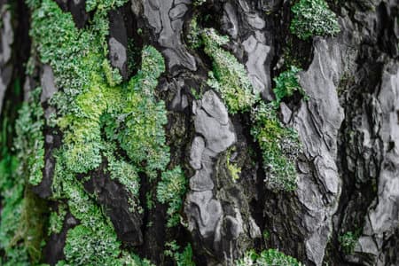 The texture of pine with moss