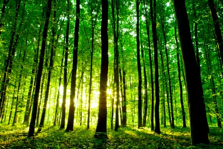 beautiful green forest