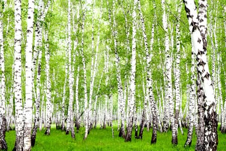 White birch trees in the forest in summer