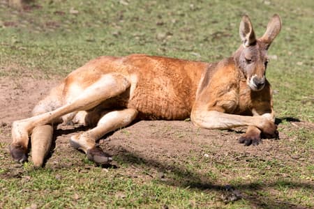 in australia natural park close up of the kangaroo near bush