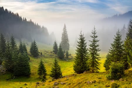 fir trees on meadow between hillsides with conifer forest in fog under the blue sky before sunrise