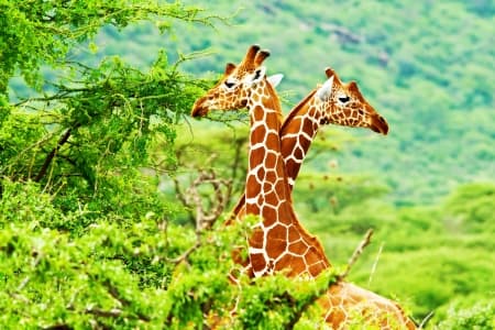 African giraffes family, two animals fighting with necks, beauty of wildlife, safari travel