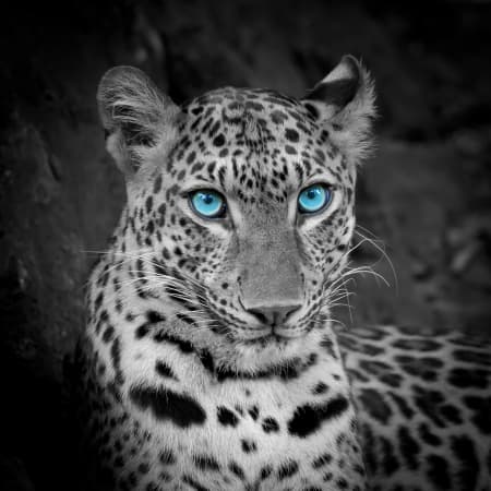 white tiger