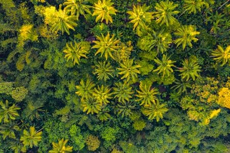 Aerial top view of trees in tropical forest in national park and mountain or hill in summer season in Indonesia. Natural landscape background.