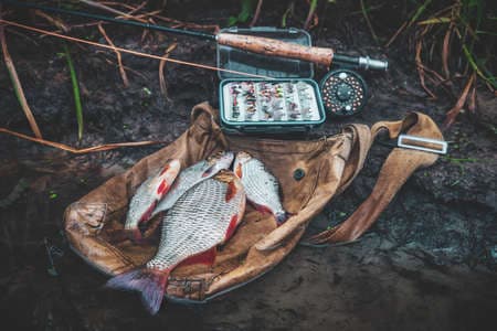 A rudd caught in a fly fishing.